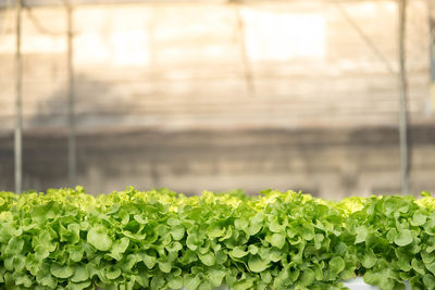 Close-up of plants against blurred background