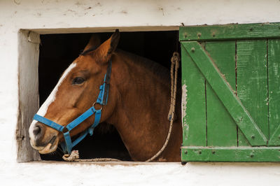 Horse in stable