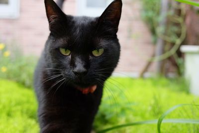 Close-up portrait of black cat sitting on grass
