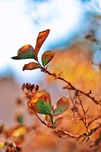 Close-up of orange tree against sky