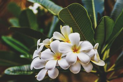 Close-up of white flowers and leaves