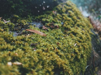 Close-up of caterpillar in water