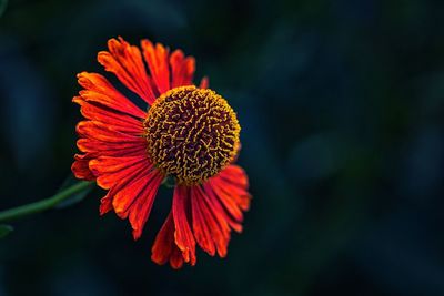 Close-up of orange flower