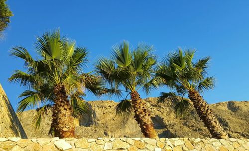 Low angle view of palm trees against clear blue sky