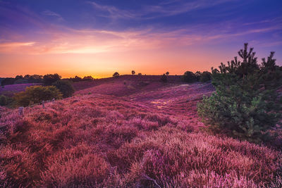 Scenic view of field against sky during sunset