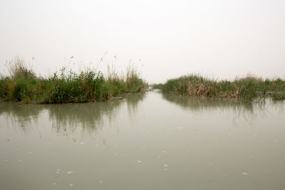 Reflection of trees in water