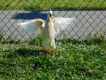 Bird on white surface
