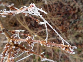 Close-up of frozen plant