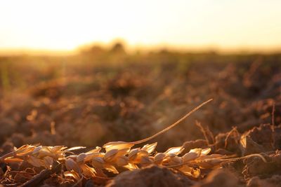 Close-up of dry leaves on field against sky during sunset