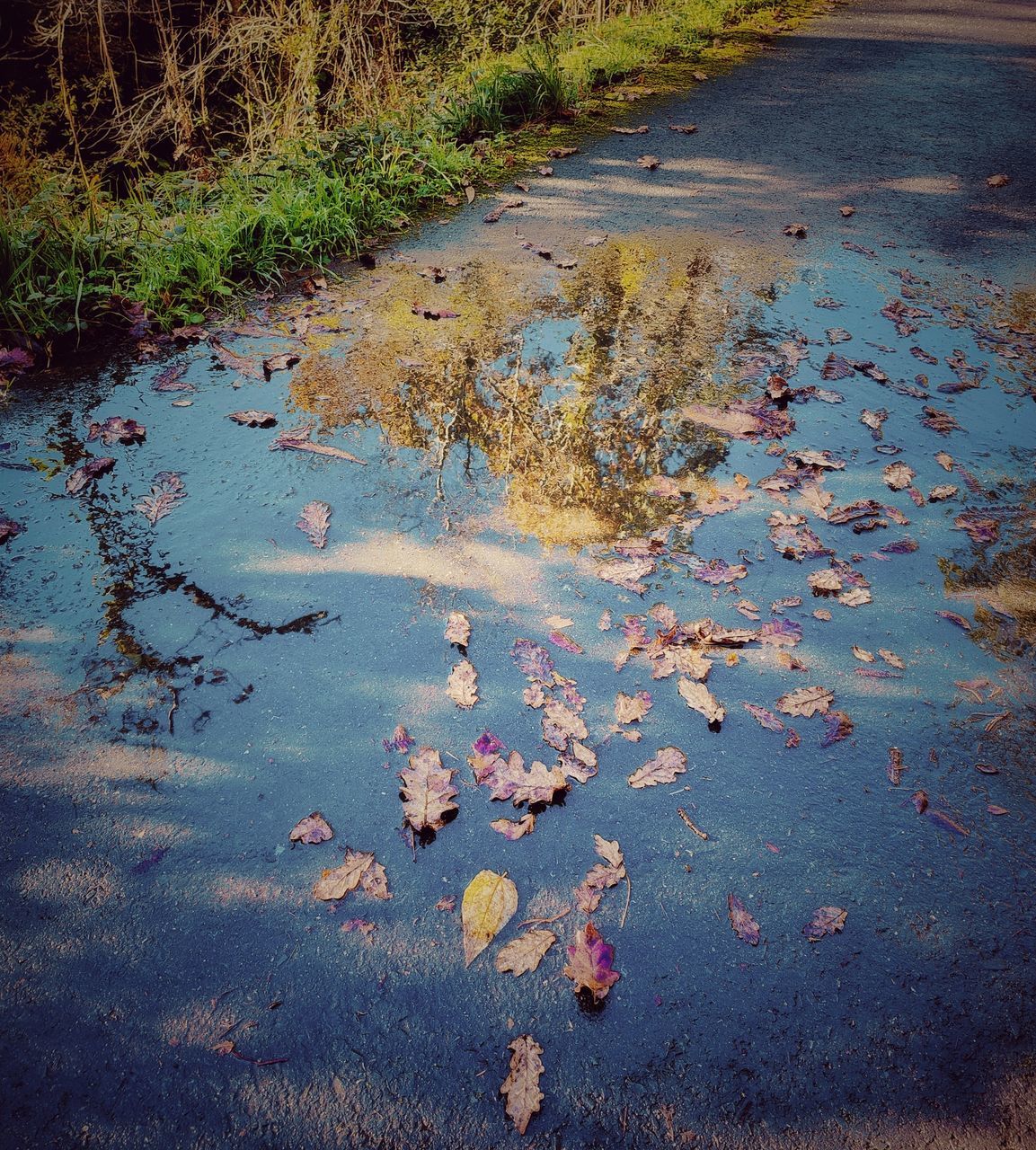 reflection, water, nature, no people, day, leaf, morning, high angle view, puddle, plant, wet, outdoors, autumn, sea, road, land, tranquility, pollution, water pollution, environment, environmental issues, sunlight, dirt, beauty in nature, shore, plant part, transportation