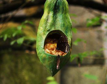 Close-up of insect on leaf