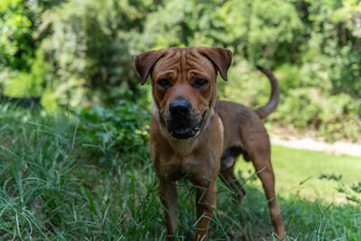 Portrait of dog standing on field