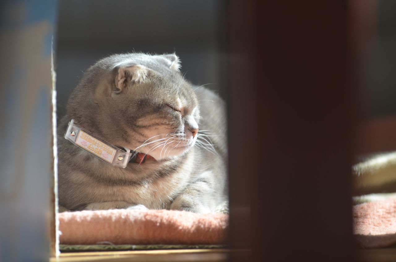 one animal, mammal, domestic cat, domestic, animal themes, pets, animal, cat, domestic animals, feline, vertebrate, no people, indoors, selective focus, close-up, relaxation, whisker, looking, looking away, window, animal head