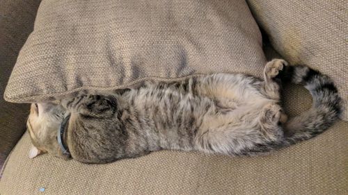 Close-up of cat sleeping on sofa