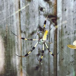 Close-up of spider on web