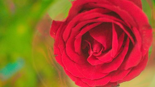 Close-up of red rose