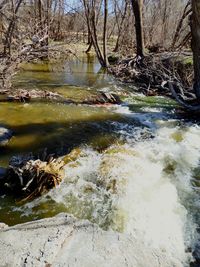 River flowing through forest