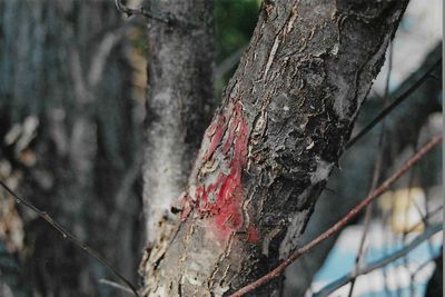 Close-up of tree trunk in forest