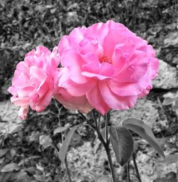 Close-up of pink rose