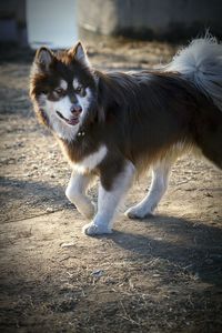 Alaskan malamute on field