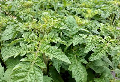 High angle view of fresh green leaves