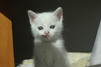Portrait of cute white kitten at home