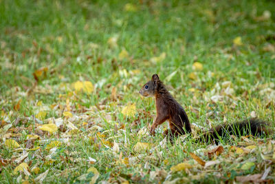 Squirrel in natural environment