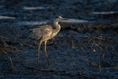 Gray heron on field