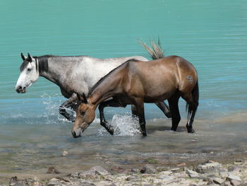 Horses drinking in the lake