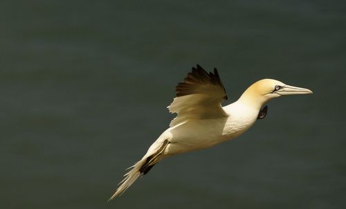 Close-up of seagull flying