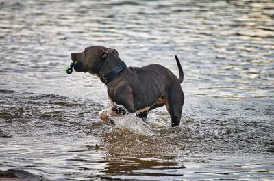 Dog running in water at beach