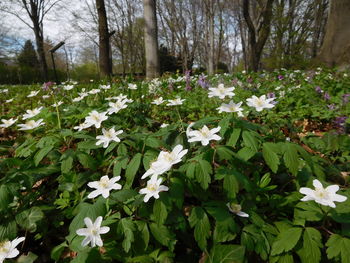 Flowers growing on tree