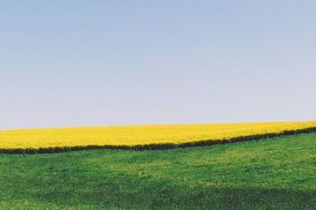 Yellow flowers growing on field against clear sky