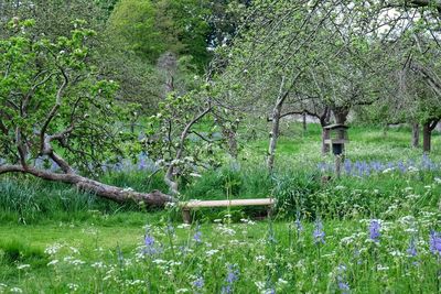 View of purple flowering plants in forest