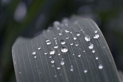 Close-up of leaf