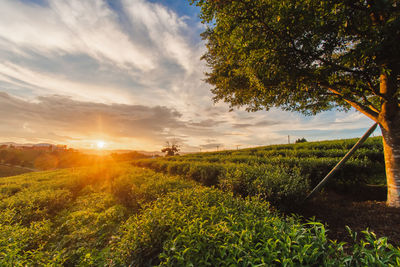 Scenic view of field against sky during sunset