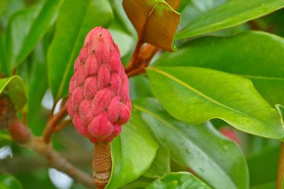 Close-up of pink flowering plant