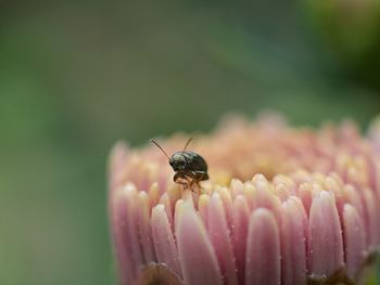 Close-up of insect on pink flower