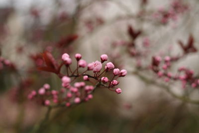 Close-up of pink flowers