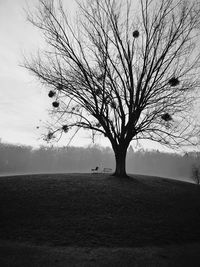 Bare tree on field against sky