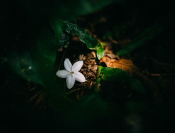 Close-up of white flowering plant on field