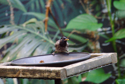 Feeding bird on a tray