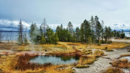 Stream flowing through forest