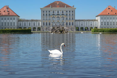 Swan in a lake