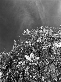 Close-up of flowering plant against sky