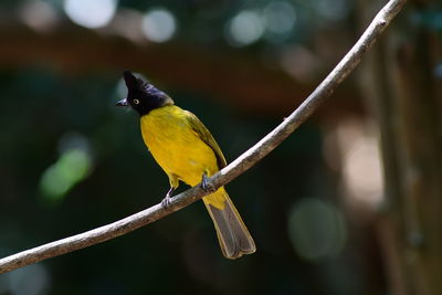 Close-up of bird perching on branch