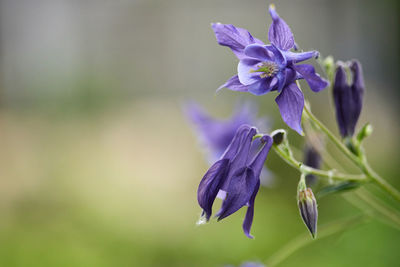 Close-up of purple flowering plant