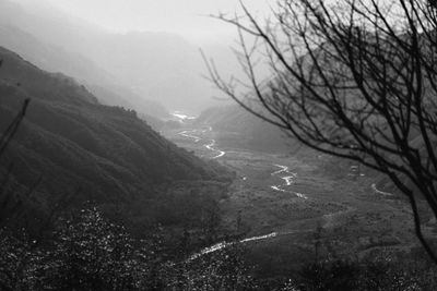 Bare trees in foggy weather