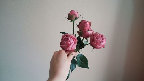 Woman holding pink flowers