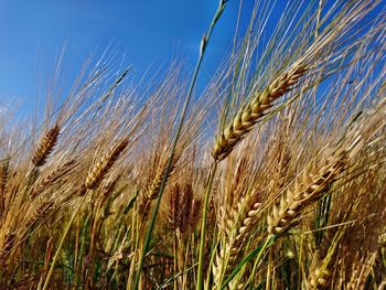 Close-up of wheat field against clear sky